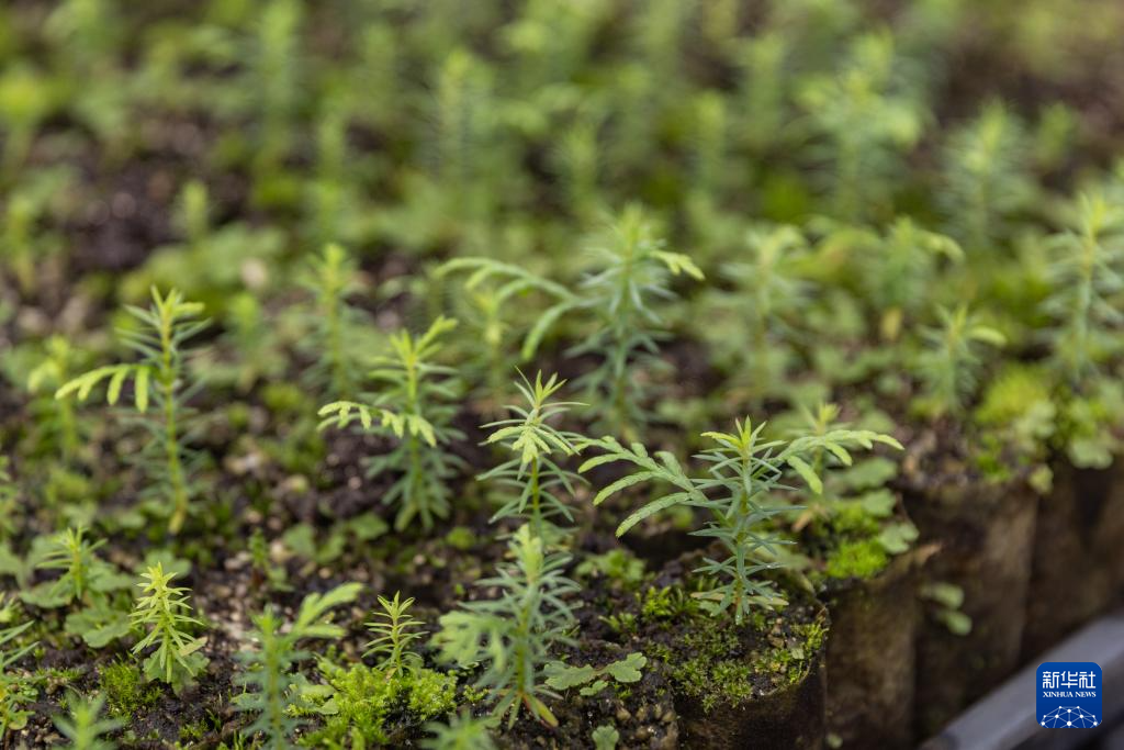 重庆：保护濒危植物 筑牢生态屏障