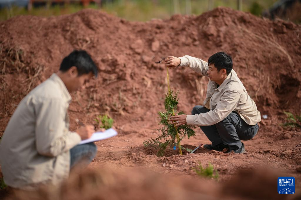 重庆：保护濒危植物 筑牢生态屏障