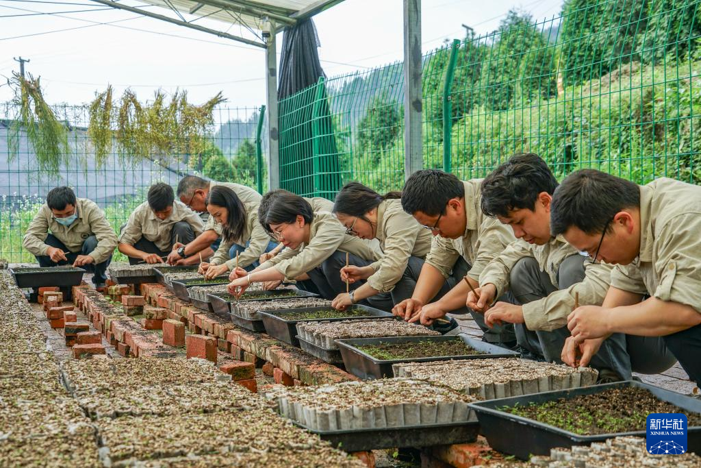 重庆：保护濒危植物 筑牢生态屏障