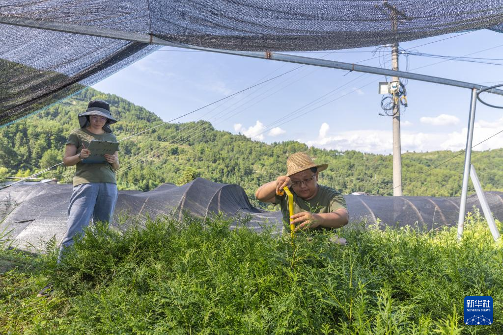 重庆：保护濒危植物 筑牢生态屏障