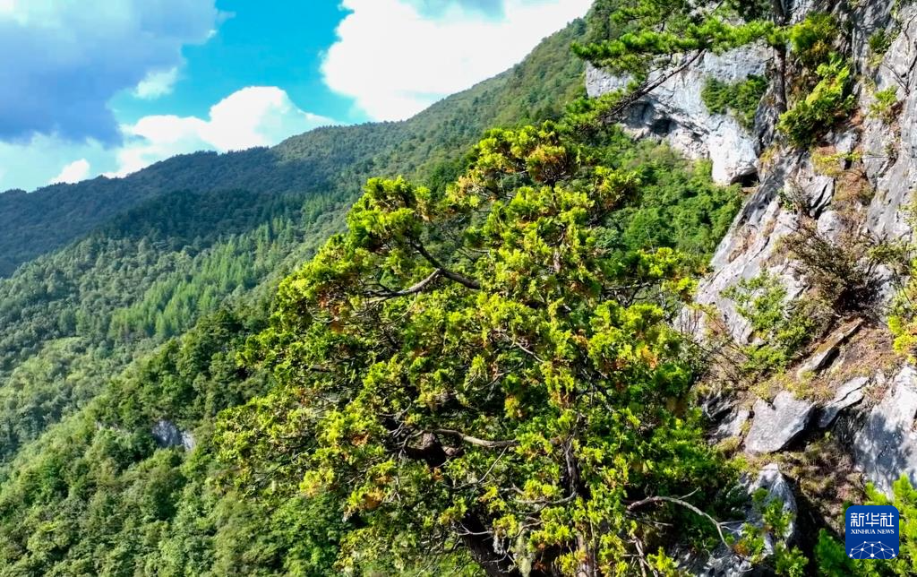 重庆：保护濒危植物 筑牢生态屏障