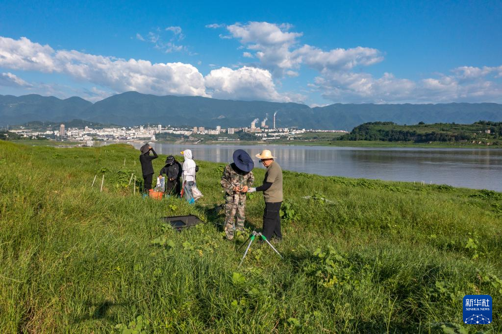 重庆：保护濒危植物 筑牢生态屏障