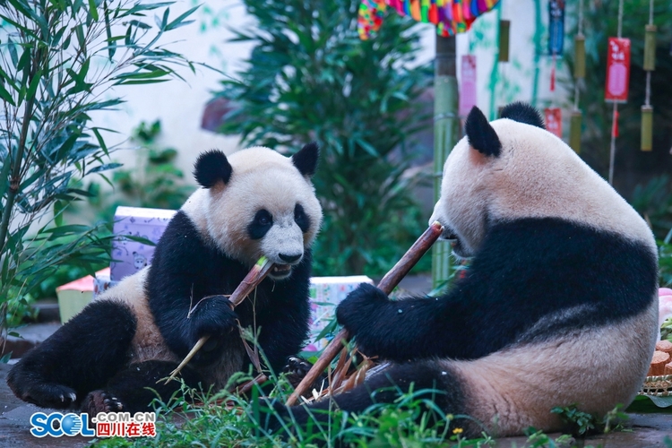 （转载）提前吃“月饼”了！雅安这场大熊猫集体生日会趣味十足