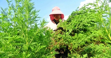 秋风起 采收忙 巴渝大地迎“丰”景