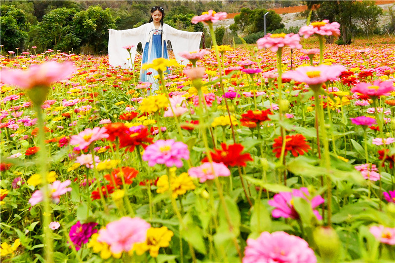 石狮：花海谷“百日菊”争相斗艳迎客来