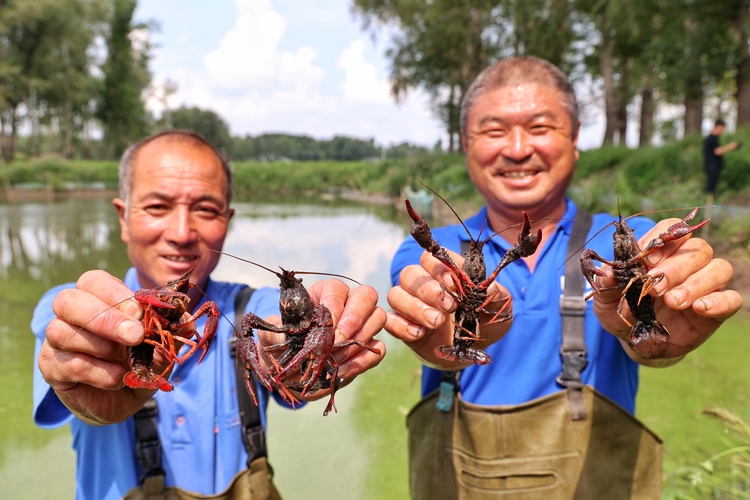 北大荒牧业集团：“南繁北育”助力黑龙江小龙虾产业高质量发展_fororder_2