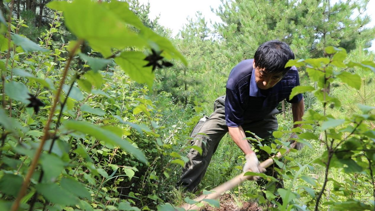 河北平泉：雨季造林正当时 绘就生态新画卷_fororder_图片3