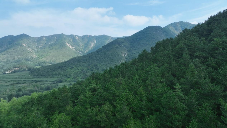 河北平泉：雨季造林正当时 绘就生态新画卷_fororder_图片4