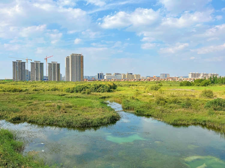 【了不起的甘肃】兰州新区秦王川国家湿地公园：绘就人与自然和谐共生的美丽画卷_fororder_1