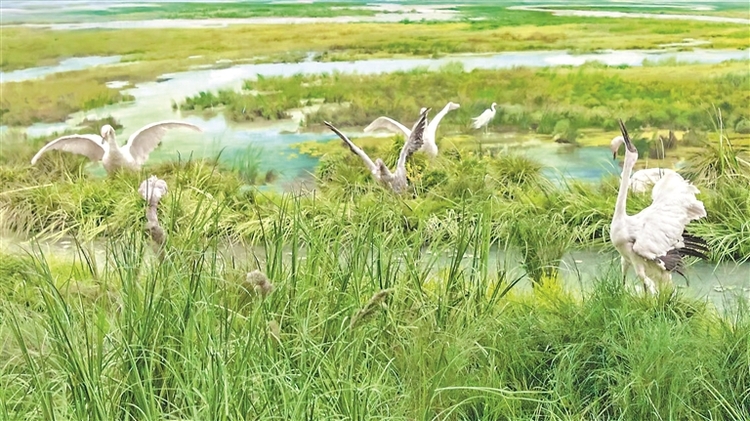 醉龙江│挠力河湿地生态之美