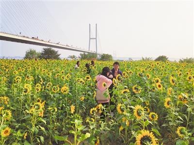 荆州“精雕”城市生态美景