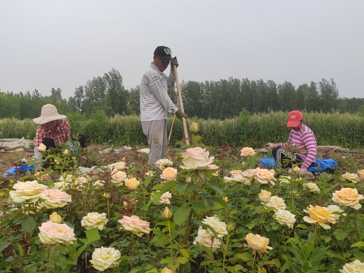 天津市蓟州区：“莫奈花园”带领乡村致富走“花”路_fororder_3