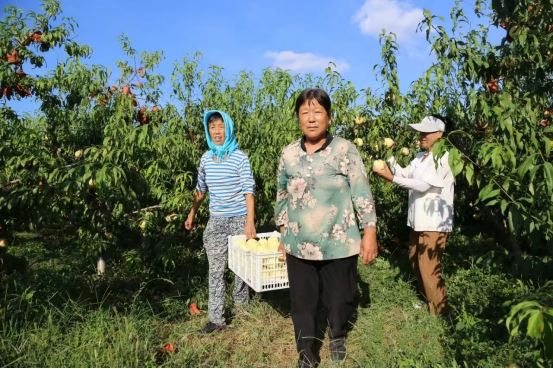 河北盐山： 儒桃丰收采摘忙 树梢缀满“致富果”_fororder_河北沧州：儒桃丰收采摘忙 树梢缀满“致富果”276