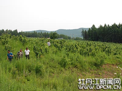 王树生扎根大山做生态