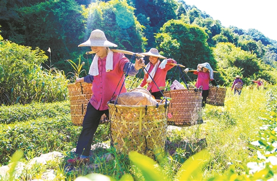 雁南飞：梅县践行“两山”理论的积极探索