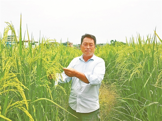 探访广西首个水稻智慧农场 从无人种田到无人下田