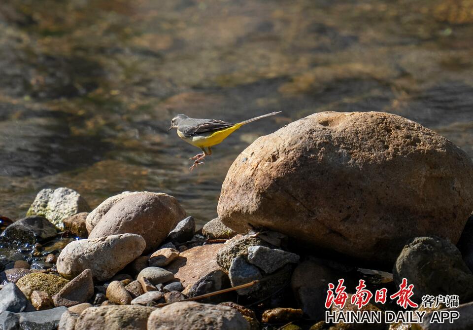 琼中黎母山热带雨林里的秋日精灵