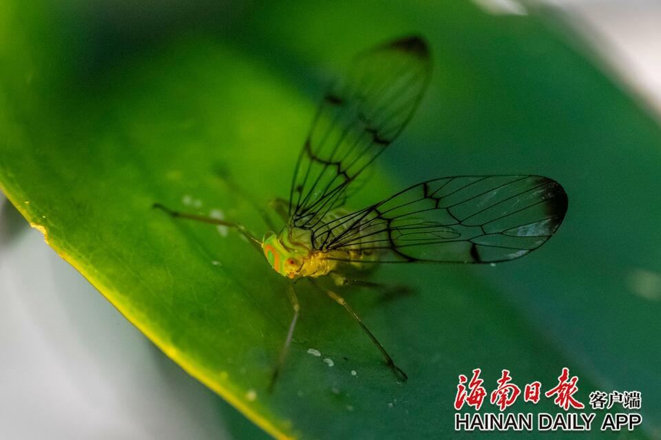 琼中黎母山热带雨林里的秋日精灵