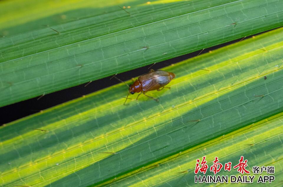 琼中黎母山热带雨林里的秋日精灵