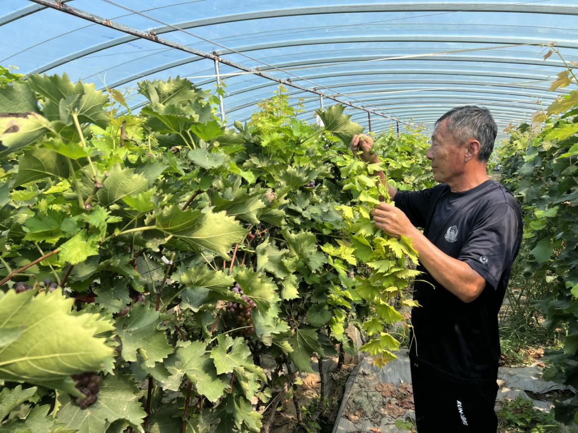 沧州南大港：扣村纯生态葡萄迎丰收_fororder_扣村葡萄种植户董拥军正在修整葡萄藤。侯静 摄