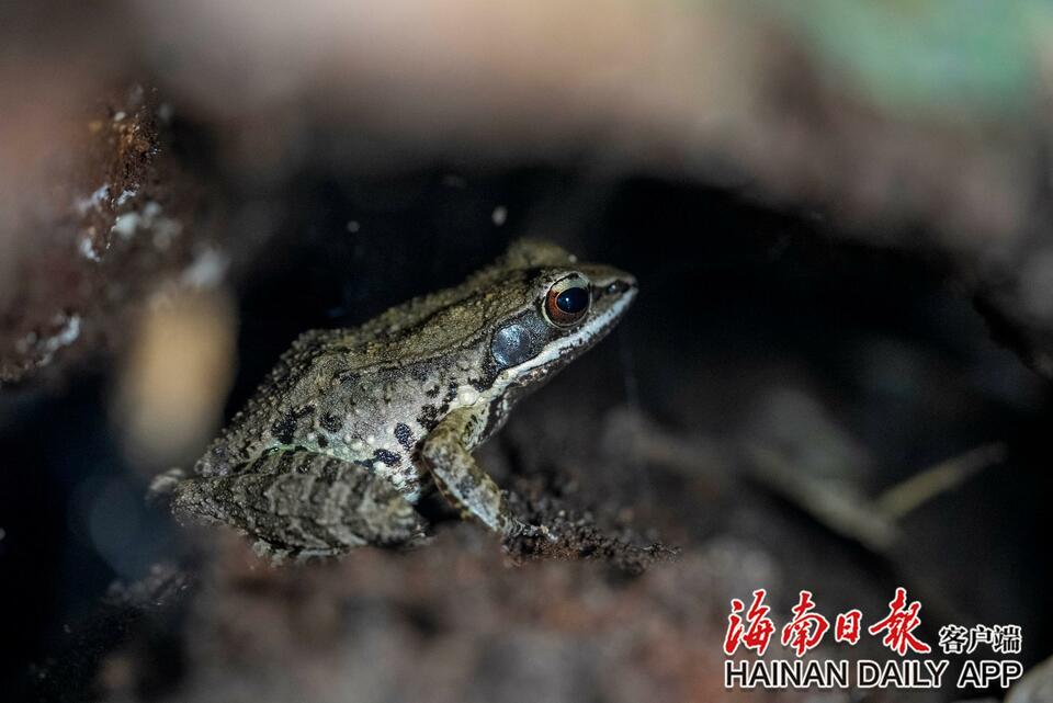 琼中黎母山热带雨林里的秋日精灵