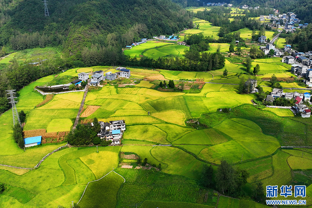 重庆：风吹稻浪谷飘香 目之所及皆是景