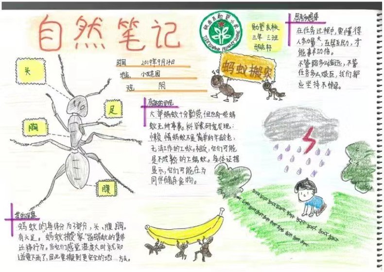 超2500件作品参评 沈阳青少年自然笔记大赛报名结束