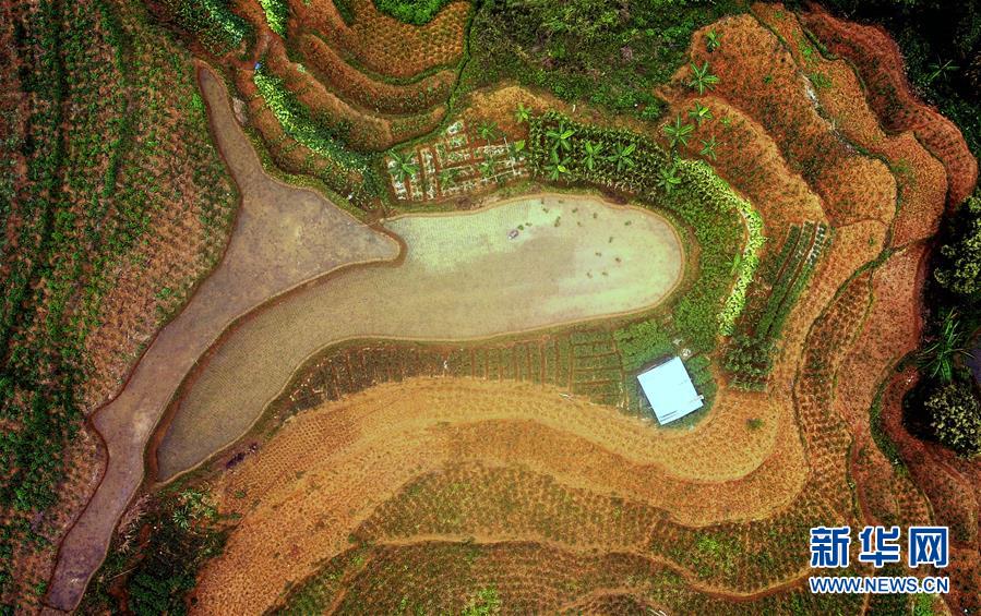 【焦点图】飞阅桂西山村旮旯田(组图)