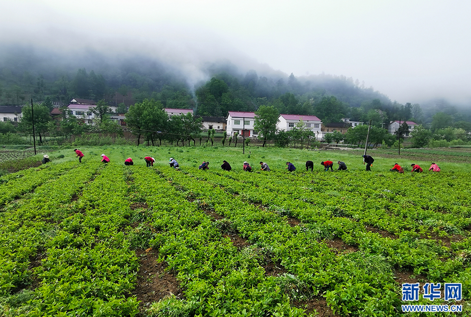 湖北十堰：秦巴山麓“天然药库”助力群众增收致富