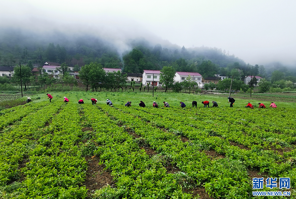 湖北十堰：秦巴山麓“天然药库”助力群众增收致富