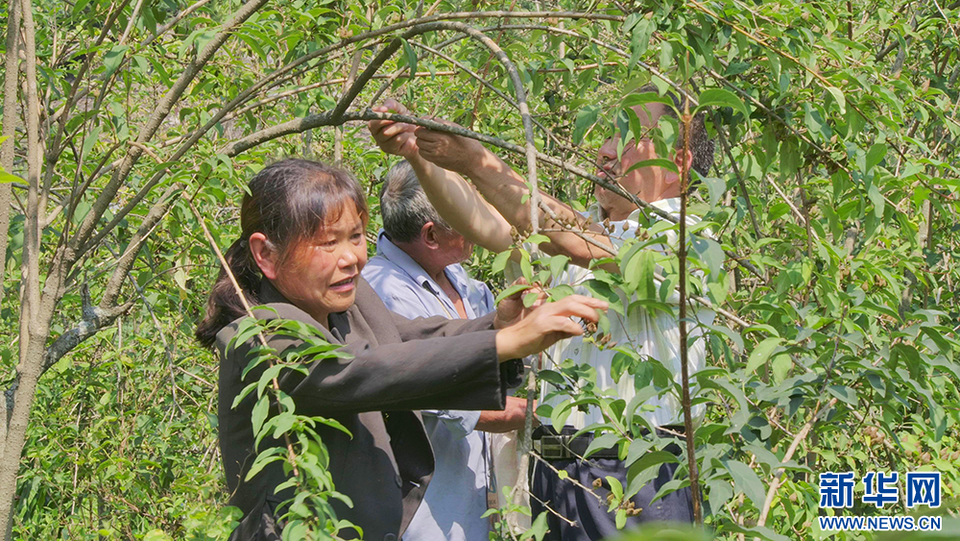 湖北十堰：秦巴山麓“天然药库”助力群众增收致富