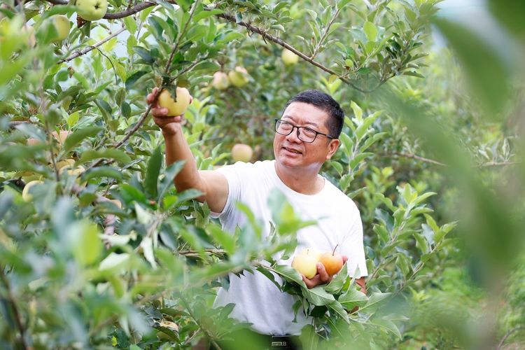 保定市满城区：农业经理人为乡村振兴注入“新动力”_fororder_山庄负责人采摘苹果 摄影 田素然