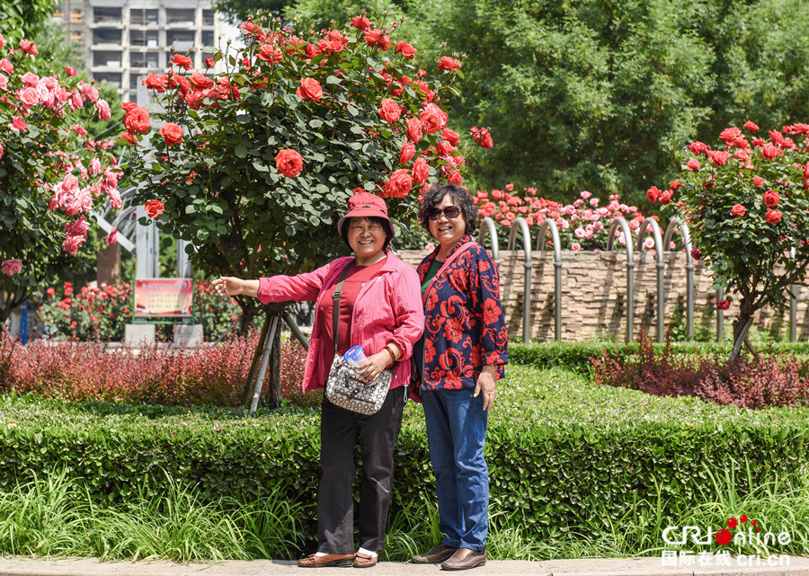 芳菲五月 石家庄月季公园迎来醉美花季