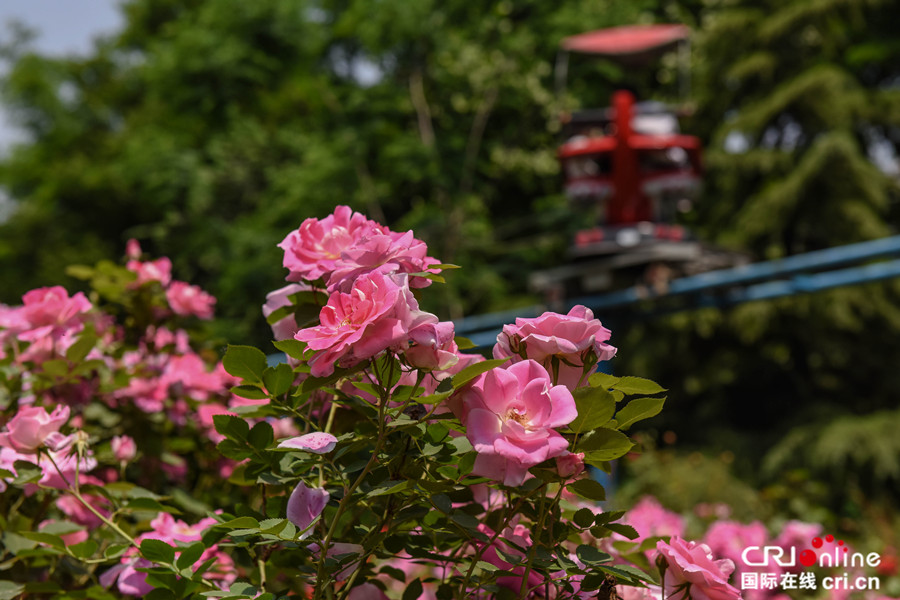 芳菲五月 石家庄月季公园迎来醉美花季