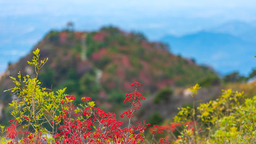 【你好·泰山】在四季变换中领略泰山多彩风光_fororder_米慧霞 泰山秋景 (7)