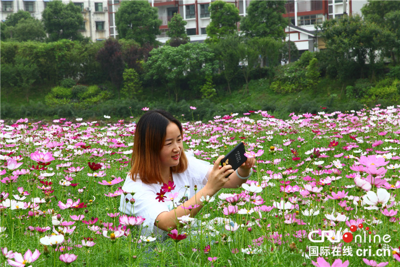 （无边栏）【渝情渝景】重庆万盛经开区青年镇格桑花开引游人