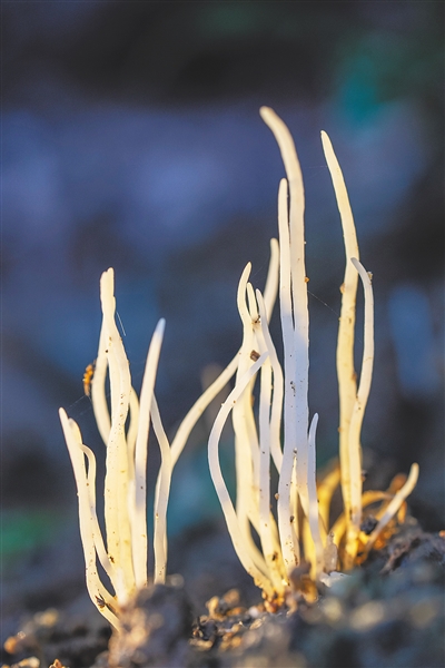 跟着《探索新境》认识海南“宝藏”植物——热带雨林，不止青绿