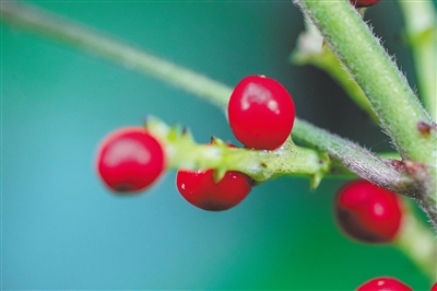 跟着《探索新境》认识海南“宝藏”植物——热带雨林，不止青绿