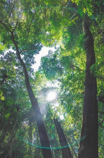 跟着《探索新境》认识海南“宝藏”植物——热带雨林，不止青绿