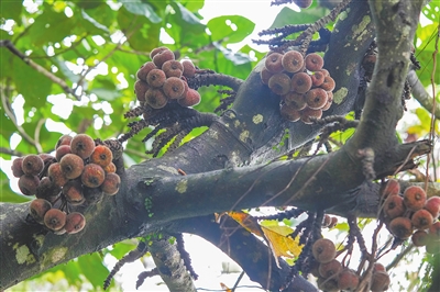 跟着《探索新境》认识海南“宝藏”植物——热带雨林，不止青绿