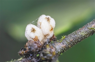 跟着《探索新境》认识海南“宝藏”植物——热带雨林，不止青绿