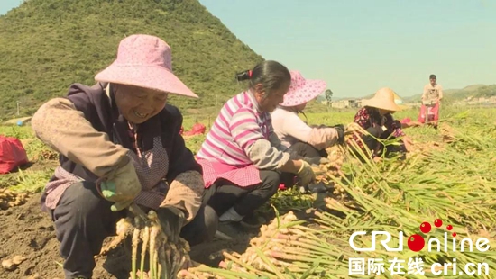 贵州关岭：生姜产业助推脱贫攻坚百姓富