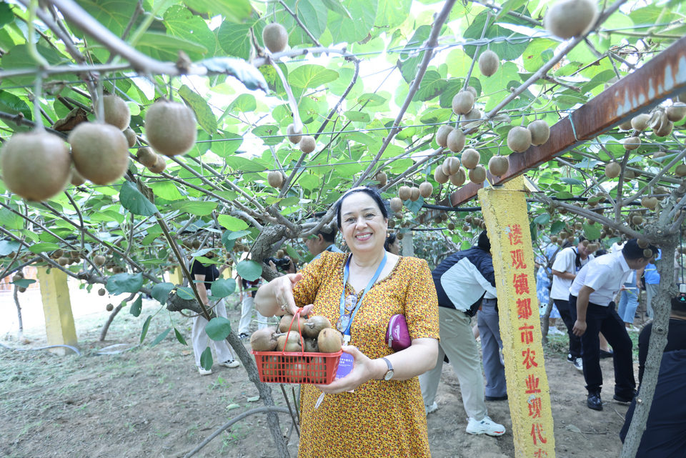 驻华大使夫人在周至“淘宝第一村”的甜“猕”故事_fororder_图片52