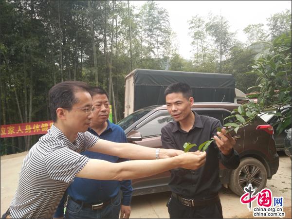 湖南安化:立足特色产业发动 蓄力打造山水茶乡