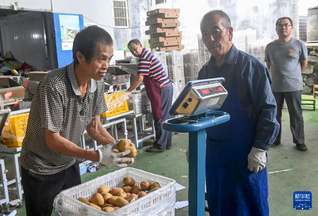 广西南丹：猕猴桃种植助增收