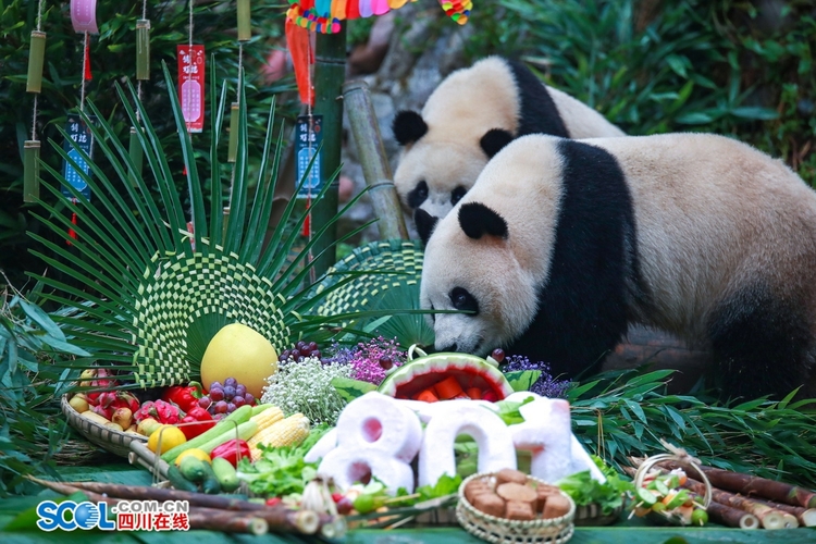 （转载）提前吃“月饼”了！雅安这场大熊猫集体生日会趣味十足