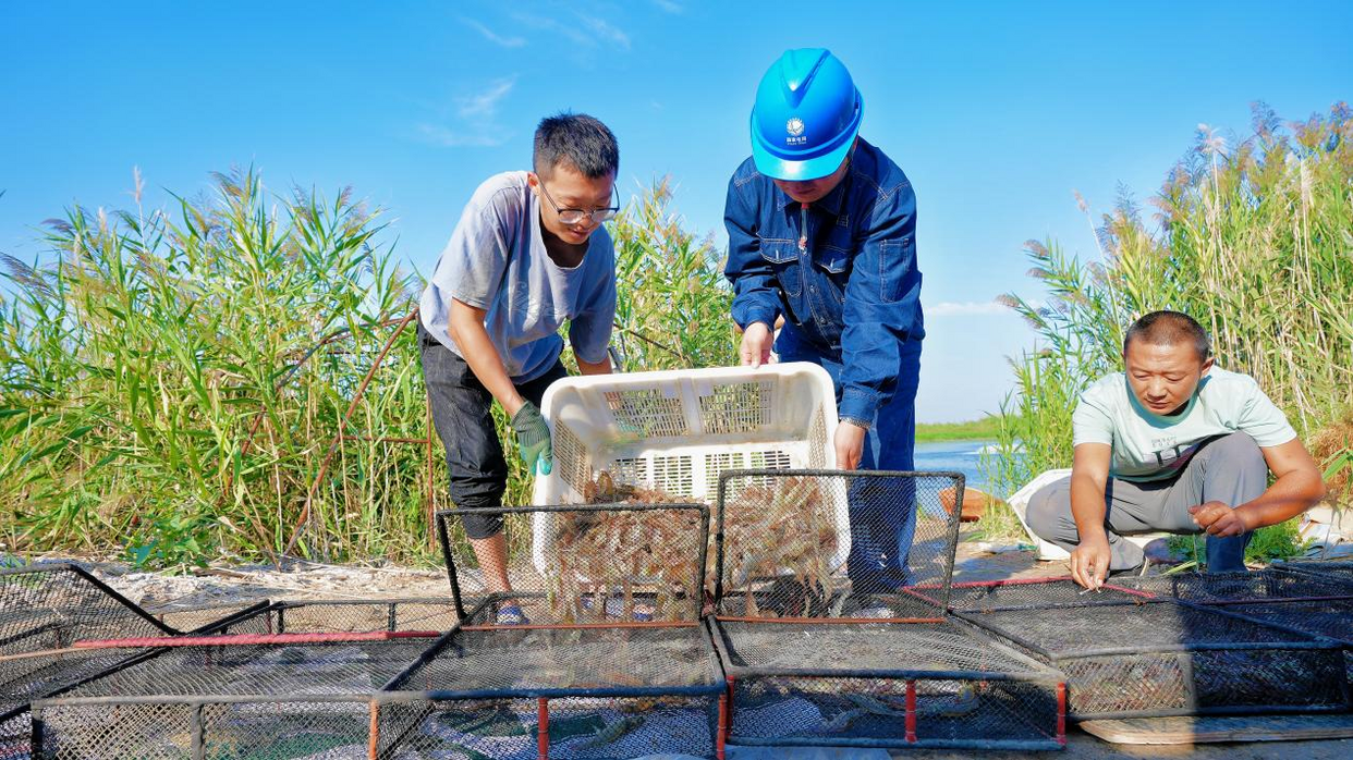 Sufficient Electricity Brings Prosperity to the People: Cultivating 'Freshness' in Saline-Alkali Land_fororder_图片6