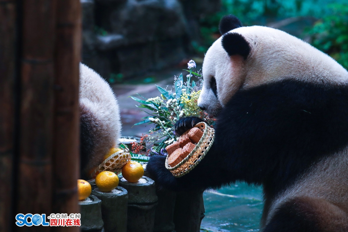 （转载）提前吃“月饼”了！雅安这场大熊猫集体生日会趣味十足