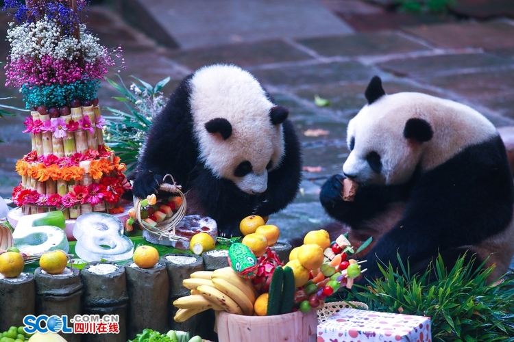 （转载）提前吃“月饼”了！雅安这场大熊猫集体生日会趣味十足