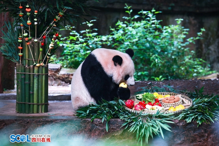 （转载）提前吃“月饼”了！雅安这场大熊猫集体生日会趣味十足